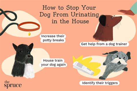 How To Stop A Dog From Peeing On Everything In The House