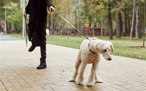 how to stop a dog from pulling on walks