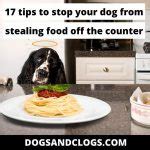 How To Stop A Dog From Stealing Food From The Table