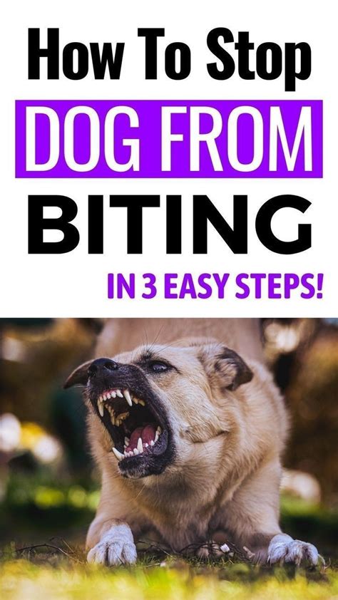 How To Stop A Dog From Stinking