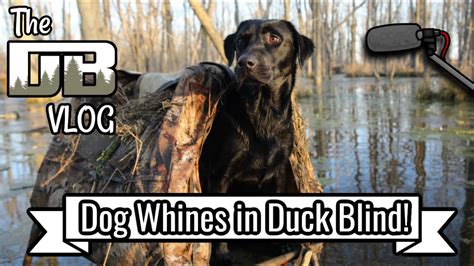 How To Stop A Dog From Whining In The Duck Blind