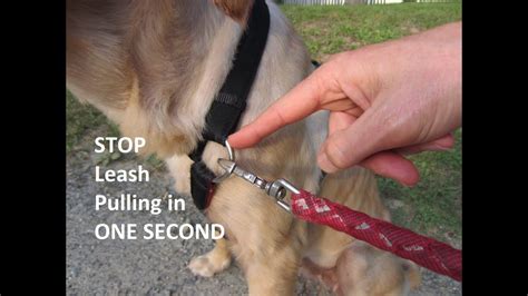 how to stop a dog pulling on a harness