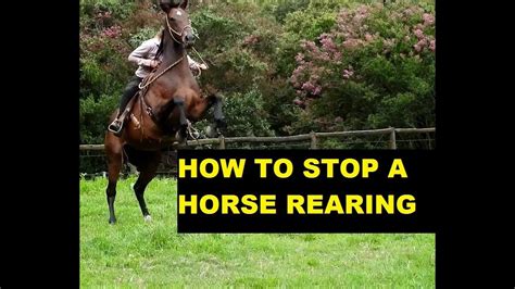 how to stop a horse while riding