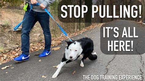 how to stop a large dog from pulling on leash
