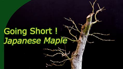 How To Stop A Maple Tree From Bleeding