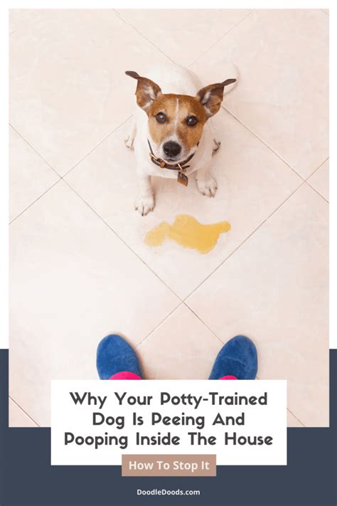 How To Stop A Potty Trained Dog From Peeing In The House
