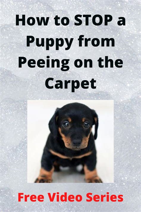How To Stop A Puppy From Peeing On Carpet