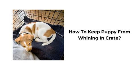 How To Stop A Puppy From Whining While Crate Training