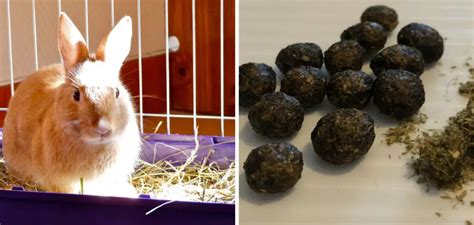 How To Stop A Rabbit Pooping In The House