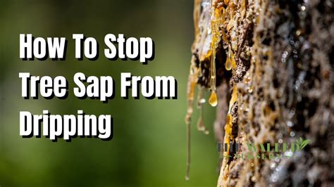 How To Stop A Tree From Dripping Sap
