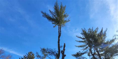 How To Stop A Tree From Getting Taller