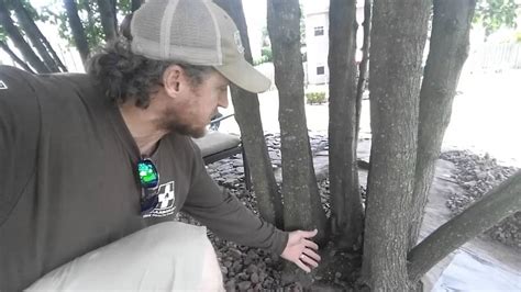 how to stop a tree trunk from growing