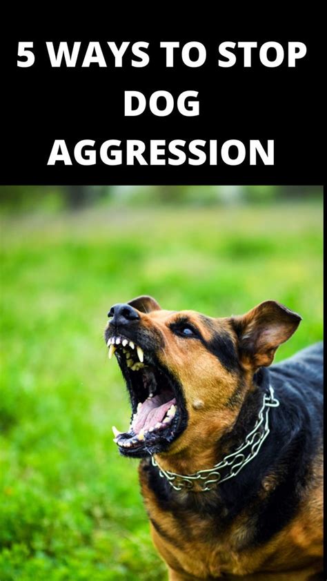 How To Stop Aggression In Dog
