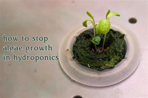 how to stop algae growth