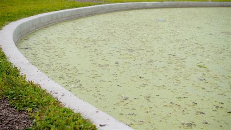 How To Stop Algae In A Water Feature