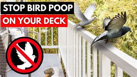 How To Stop Birds From Pooping On Your Deck