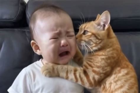 how to stop cat crying