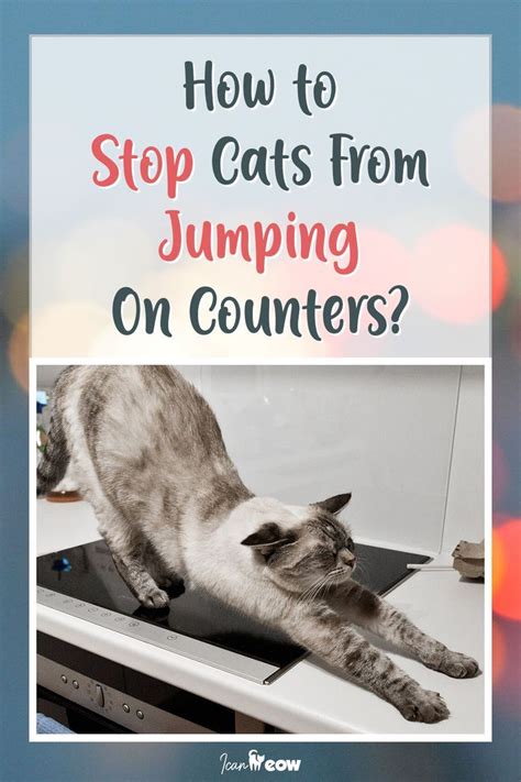 How To Stop Cat From Jumping On The Table