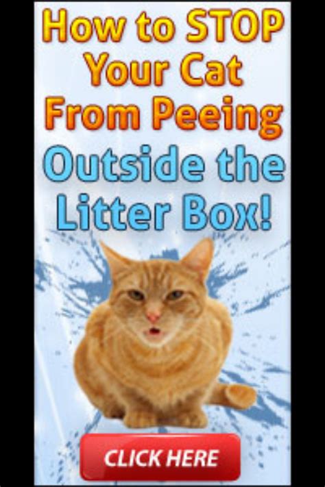 How To Stop Cat From Peeing In Carrier