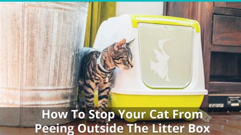 How To Stop Cat From Peeing Outside Of Box