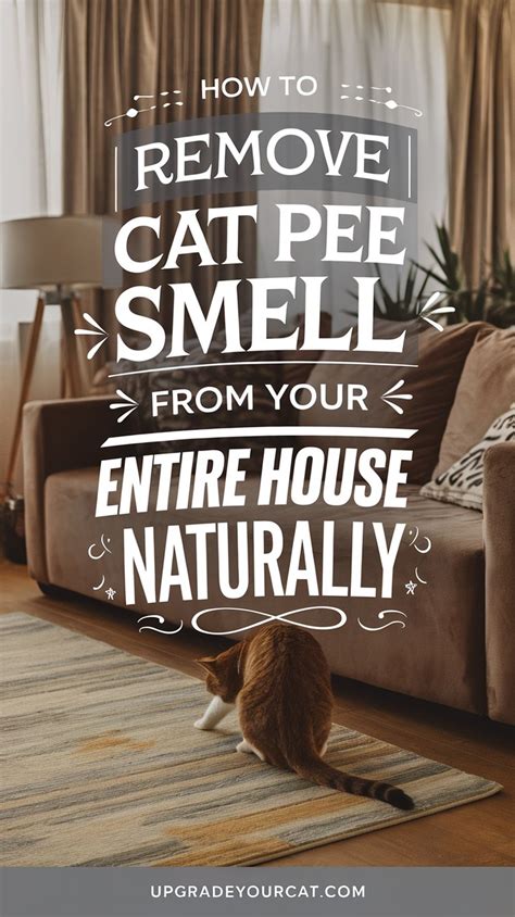 How To Stop Cat Pee In House