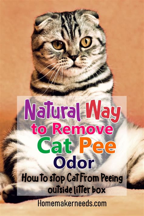 How To Stop Cat Pee Odor