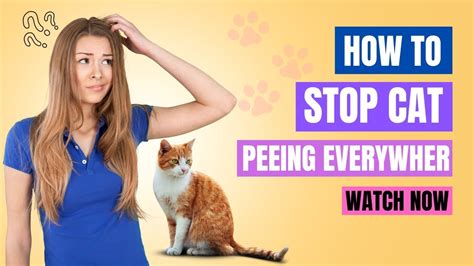 How To Stop Cat Peeing In Wrong Place