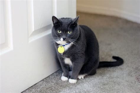 How To Stop Cats Coming Into Bedroom