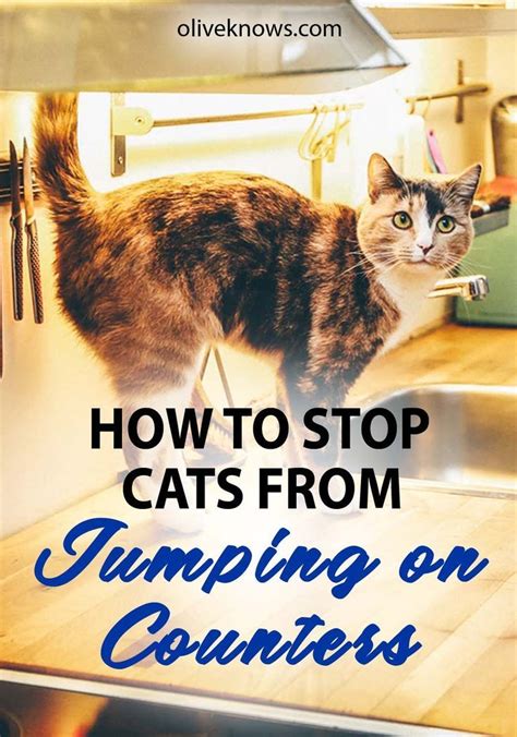 How To Stop Cats From Jumping On Counters And Tables