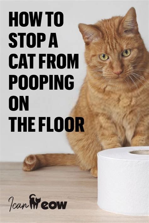 How To Stop Cats From Peeing In The Floor