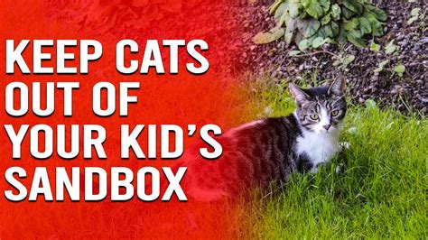 How To Stop Cats From Using The Sandbox As A Litter Box