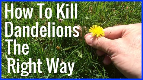 How To Stop Dandelions
