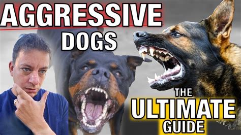 How To Stop Dog Aggression