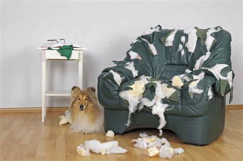 how to stop dog biting furniture