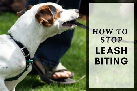 how to stop dog biting lead