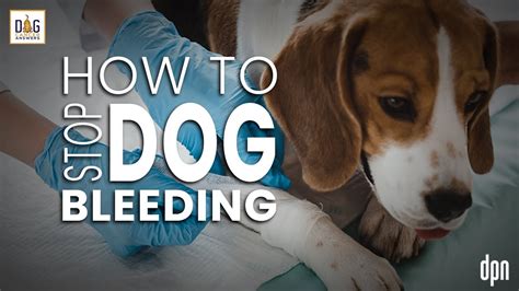 How To Stop Dog Bleeding