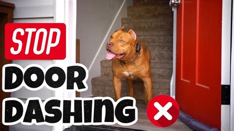 How To Stop Dog Door Dashing