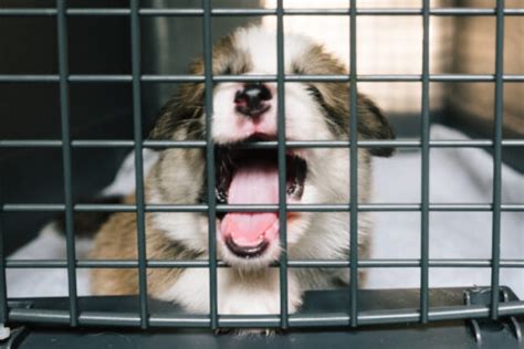 How To Stop Dog From Barking And Whining In Crate