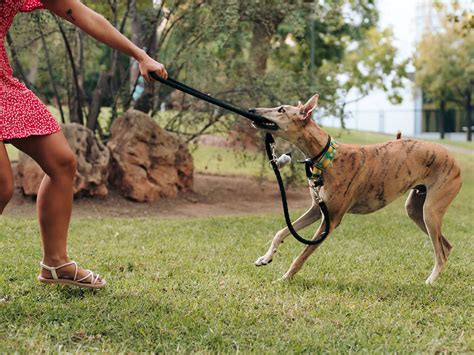 How To Stop Dog From Biting And Pulling Leash