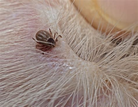 how to stop dog from bringing in ticks