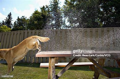 How To Stop Dog From Jumping On The Table