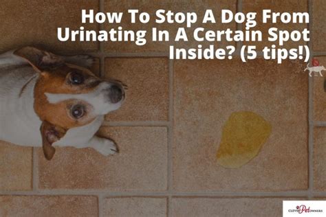How To Stop Dog From Peeing In Certain Spot