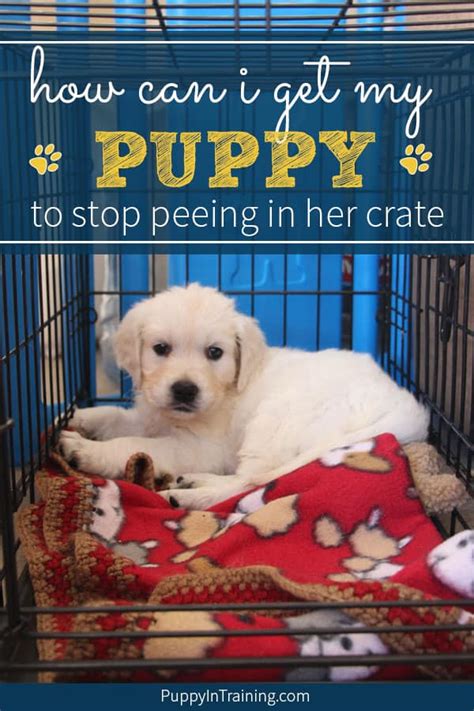 how to stop dog from peeing in her crate