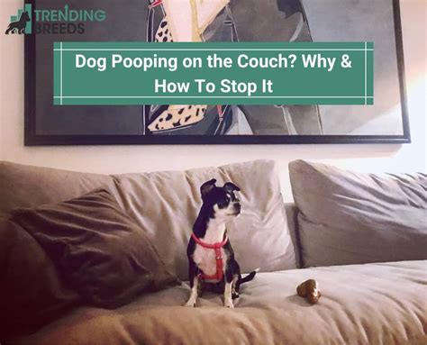 How To Stop Dog From Peeing On The Couch