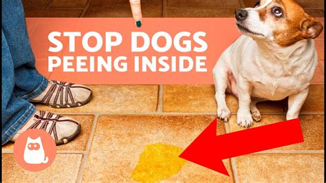 How To Stop Dog From Peeing On Things