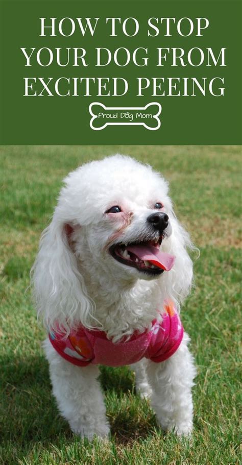 How To Stop Dog From Peeing When Excited