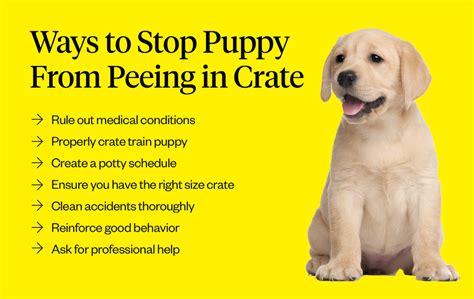 How To Stop Dog From Pooping And Peeing In Kennel