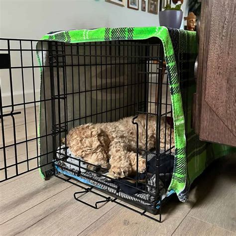 how to stop dog from pooping in crate overnight