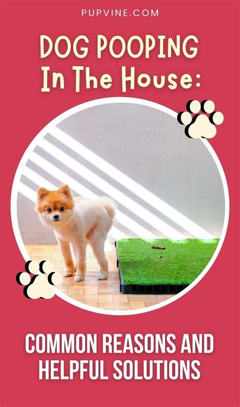 How To Stop Dog From Pooping In House While At Work