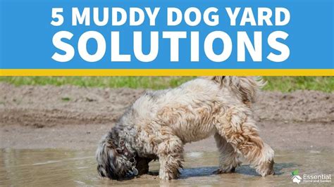 How To Stop Dog Getting Muddy